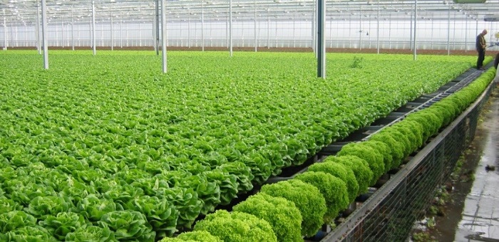 Dự án nông trại trồng rau sạch
